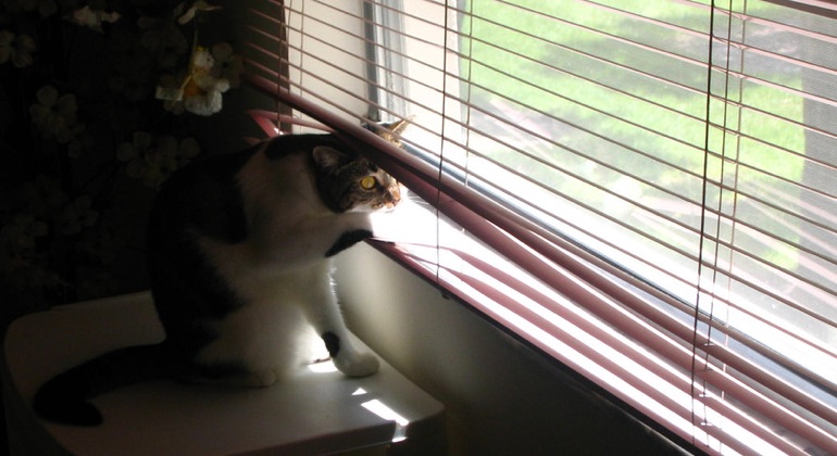 Cat peeking through metal blinds in Chicago.